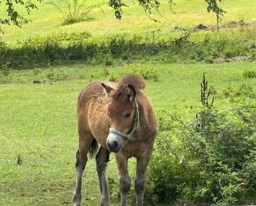 Horse.jpg