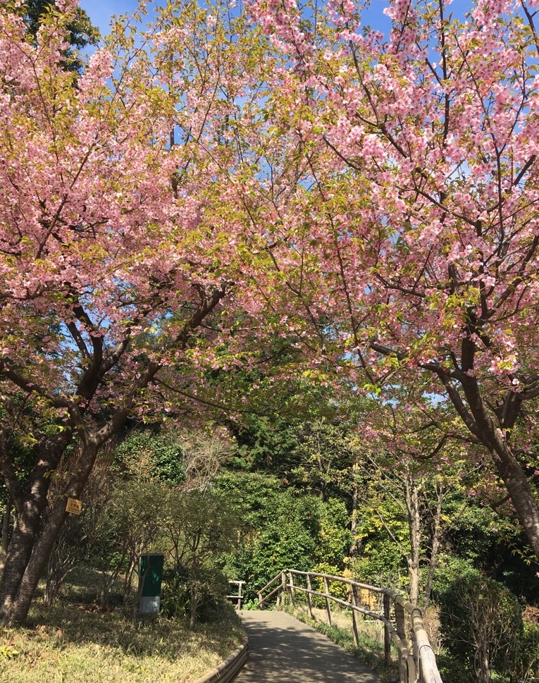 河津桜.jpg