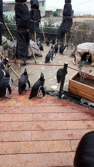 ペンギン.jpg
